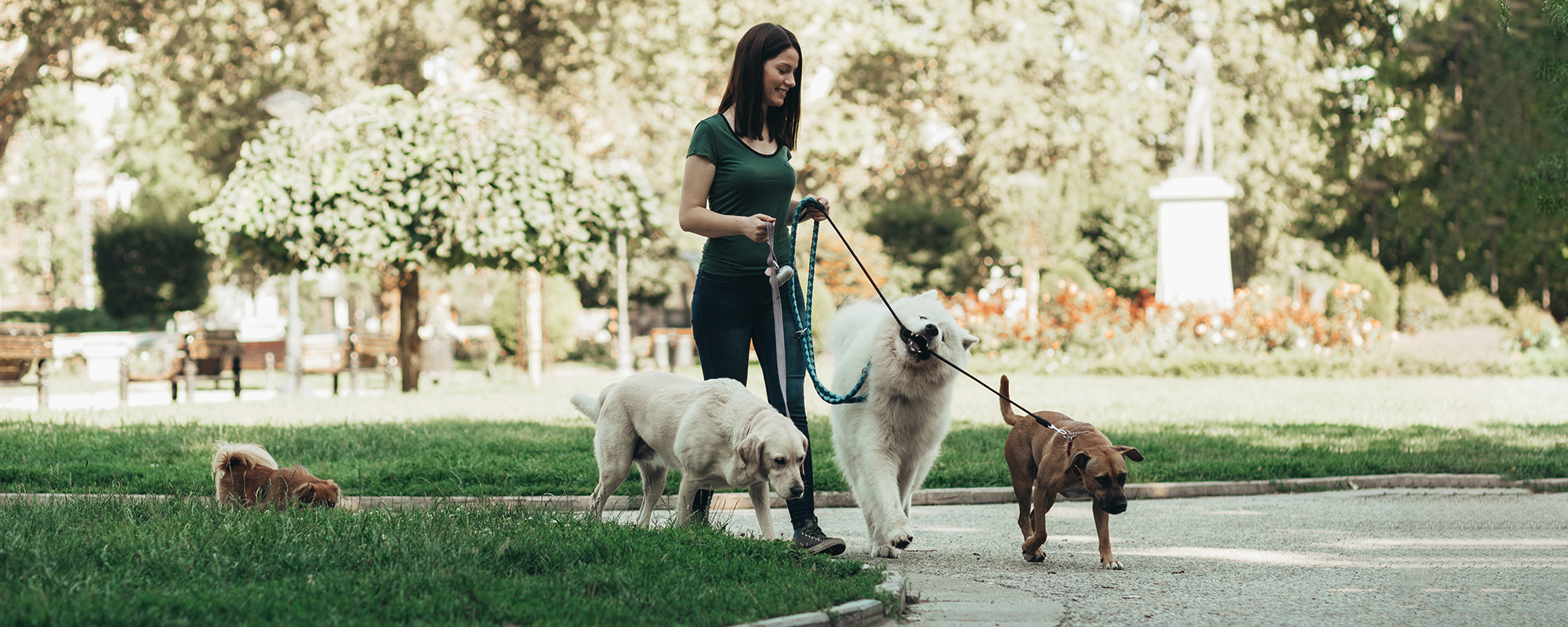 dog walker enjoying with dogs while walking outdoors.